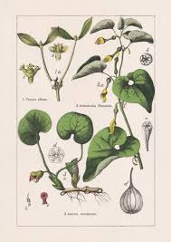 Image result for Aristolochiaceae