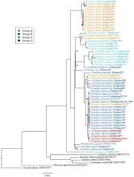 Image result for Coelachne africana