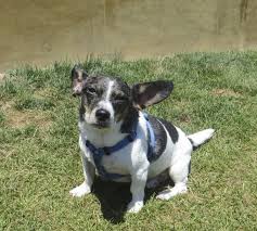 Corgi's are active too, but mostly, the corgi will spend most of his or her time trying to convince you that she is starving to death because you are not feeding her enough…no matter how much you are feeding her. Cojack Corgi X Jack Russell Mix Dog Info Temperament Training Puppies Pictures Corgi Jack Russell Dog Info