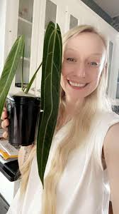 Left alone with adult money, what plant to buy?