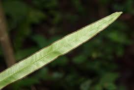 Image result for Pteris commutata