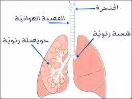 صور الجهاز التنفسي Google Search Person Personal Care