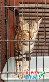 Kucing ini berasal dari california, amerika serikat. Dijual Kucing Bengal Murah Terpercaya Hewandijual Com