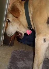 Active, working dogs, such as sled dogs, can eat as much as 60 percent fat in their diets. Pancreatitis In Dogs Symptoms To Watch For And What To Do Pethelpful