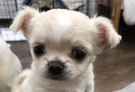 Here we have shared a comprehensive list of female chihuahua names is composed in an easy manner to facilitate dog lovers. Top 500 Best Female Chihuahua Dog Names The Ultimate List The Paws