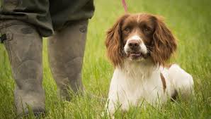 Find english toy spaniels for sale on oodle classifieds. Obedience Training With Your English Springer Spaniel Puppy Ready Set Puppy