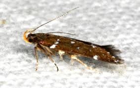 Image result for Acompsia subpunctella