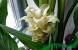 Planta De Curcuma