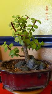 Pay particular attention to watering, fertilization, and. Portulacaria Afra Elephant Food Bonsai Jade Bonsai Bonsai Plants Bonsai Garden