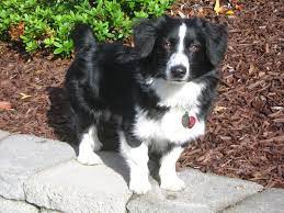 Borgi Corgi Border Collie Adorable Cute Dogs Border Collie Cute Cute Animals