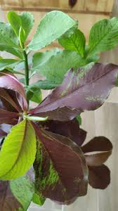 Image result for Euphorbia grantii