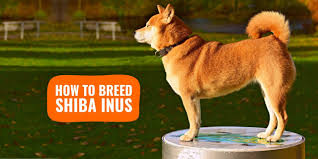 Check out the price predictions. How To Breed Shiba Inus Health Breeding Practices History Faq
