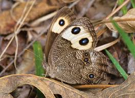 Image result for Cyphia brummittii