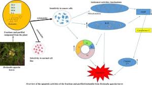 Image result for Hoslundia