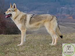 Courant d'air recueil de chansons enregistrées. Wolfdog News