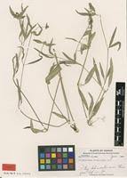 Image result for Psilotrichum