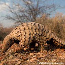 Our Planet Is In Crisis But Project Peril Is Striving To Save Species Threatened With Extinction Endangered Animals Unique Animals Weird Animals