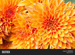 Learn about different types of orange flowers, see beautiful photos and get some gardening tips the curcubita foetidissima is a gourd that bears bright orange and also yellow flowers when it blooms. Ligth Orange Yellow Image Photo Free Trial Bigstock