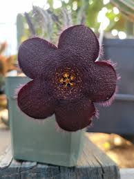 Image result for Tridentea