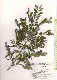 Image result for Ormocarpum