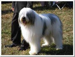 The romanian mioritic shepherd is a large breed of livestock guardian dog that originated in the carpathian mountains of romania. Ciobanesc Mioritic Dog Breeds Dogs Shepherd Dog