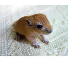 Pin On Gerbals And Hamster
