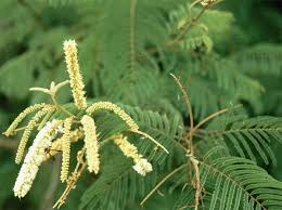 Image result for Acacia ataxacantha