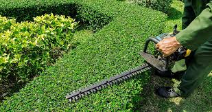 The cutting of the mixed hedging, the cutting of the beech hedging and the cutting of the meadow. Hedge Trimming Costs How Much Does Hedge Trimming Cost Avg Hedge Trimming Prices Rates
