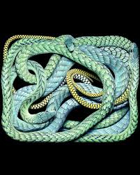 Image result for Anagallis serpens