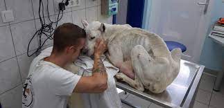 We did not find results for: Kaj Je Ob Ogledu Ugotovila Veterinarska Inspekcija