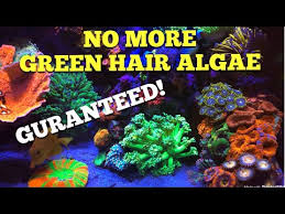 Getting Rid Of Green Hair Algae Youtube