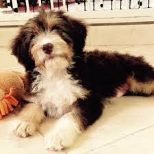 These fluffy, playful, and loyal bordoodle puppies are a cross between a border collie and a poodle. Mini Bordoodle Breeders Near Me