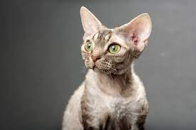 Katze cat love rather bei my cornish rex cat. Devon Rex Charakter Haltung Pflege Katze Rassebeschreibung