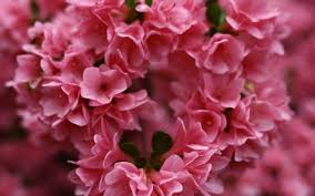 Check spelling or type a new query. Rhododendron Evergreen Azalea Flowers Of The United States Flora Of West Virginia Hundreds Of Little Pink Fl Valentines Flowers Spring Flowers Pink Flowers