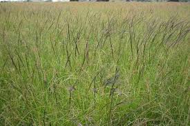 Image result for Sporobolus rigidifolius