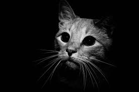 See more ideas about cats, white cats, crazy cats. Black And White Cat Hd Wallpapers Top Free Black And White Cat Hd Backgrounds Wallpaperaccess