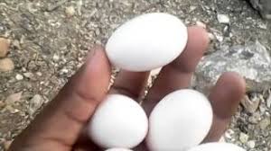 Jarak ujung jarum ke telur berkisar antara setengah sampai 2 cm. Kumpulan Perbedaan Telur Burung Merpati Jantan Dan Betina Kumpulan Tutorial Css