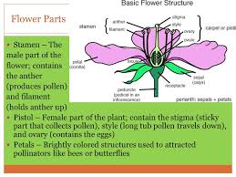 Learn these plant parts names to enlarge your vocabulary words about flowers and plants in english. Agenda Bell Work Plant Notes Finish All Questions Ppt Download