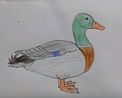 This darling baby duck or ducking has her head tilted and her arms out as if to say. Simple Duck Drawing Archives How To Draw Step By Step