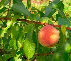 These peach tree are customizable and available in all plant varieties. Can Peach Trees Grow Indoors Citrus Com