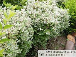 白雪樹 雪花木 breynia nivosa herbs vegetation tree