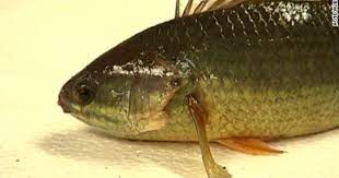 The Climbing Perch Fish Can Walk Across Dry Land And Is Now Threatening The Australian Ecosystem Fish Pose Perch Fishing Fish