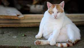 ما مدة حمل القطط وما أهم علامات الحمل لدى القطط صحة الحيوانات الأليفة