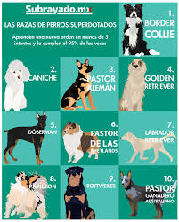 Subrayadomx Subrayado Razas Perros Inteligentes Aprenden Razas De Perros Perros Rottweiler