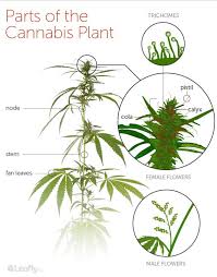 Wind power is the most efficient technology to produce energy in a safe and environmentally sustainable manner: Trichomes The Complete Guide Honest Marijuana