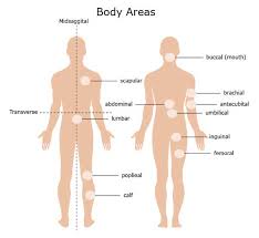 The anatomical position is the central concept behind all descriptions of location within the body. Anatomical Terms Meaning Anatomy Regions Planes Areas Directions