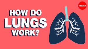 Put two pillows under your hips. How Do Lungs Work Emma Bryce Youtube