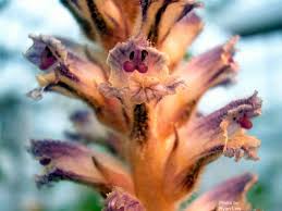 Image result for Orobanche