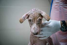 Please make your donation today for... - Soi Dog Foundation | Facebook