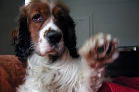 This is not only stressful and annoying to. Cherry Eye In Dogs Tips On Prevention And Treatment
